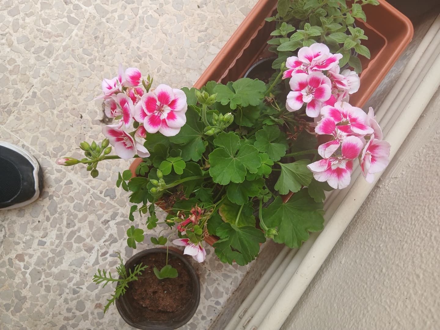 نبتة جيرانيوم وردية